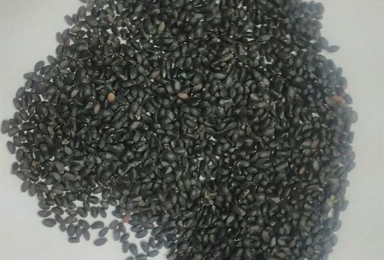 Basil Seeds