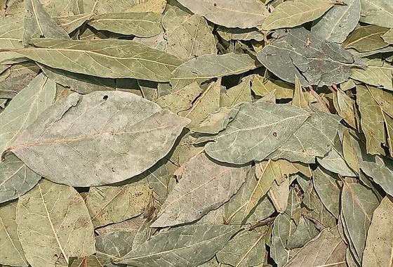 Bay Leaf