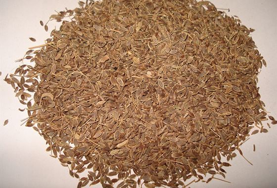 Dill Seeds