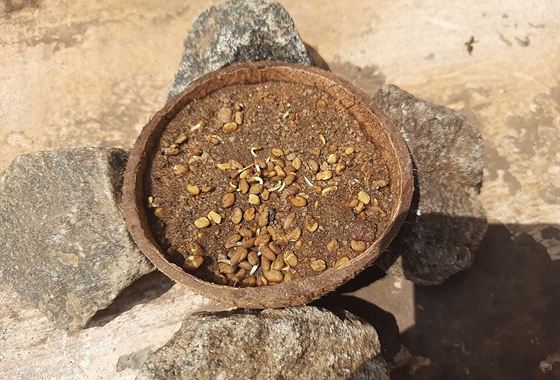 Fenugreek Seeds