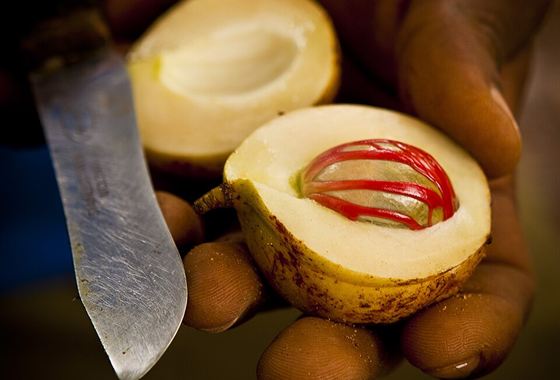 Nutmeg