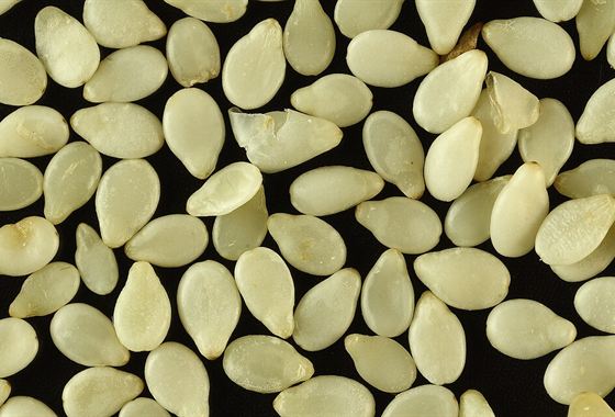 Sesame Seeds